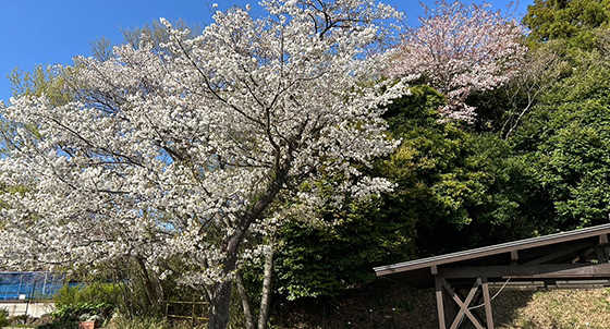 第2回神成会お花見BBQの様子2